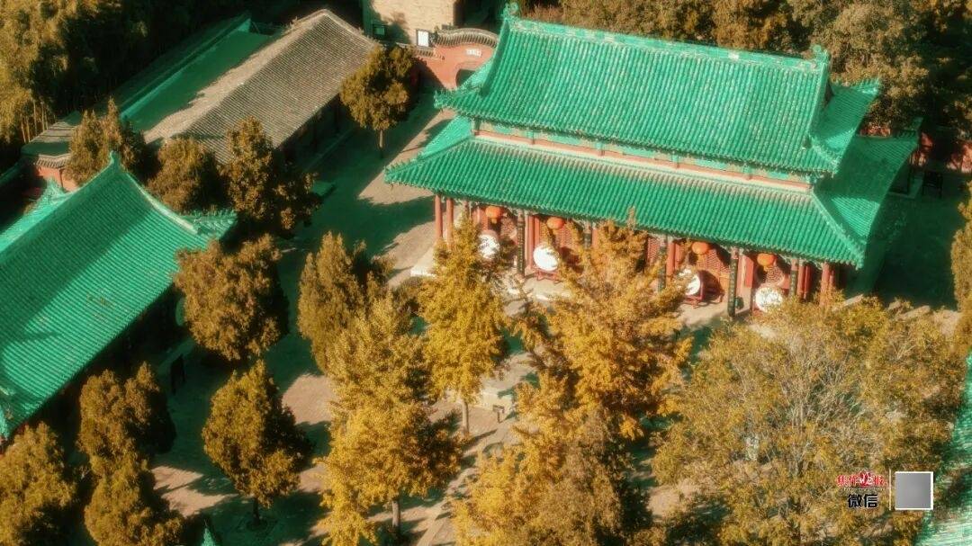 银杏金黄<strong></p>
<p>omg币价格</strong>!铺满焦作的秋天!