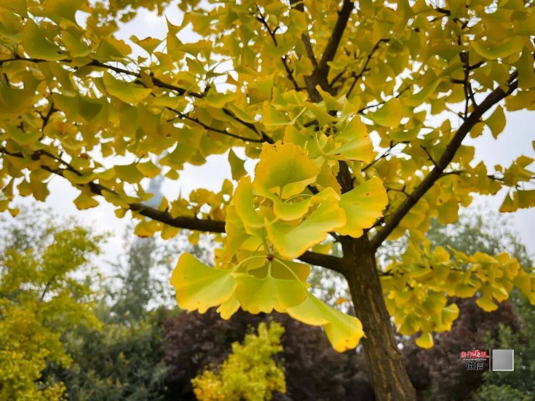 银杏金黄<strong></p>
<p>omg币价格</strong>!铺满焦作的秋天!