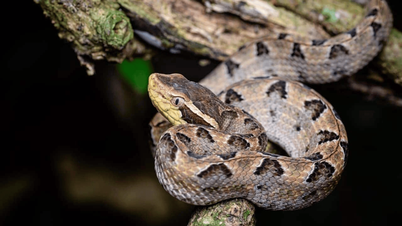 泰国女子在ATM机取钱<strong></p>
<p>信币</strong>,取款口突然窜出一条蛇