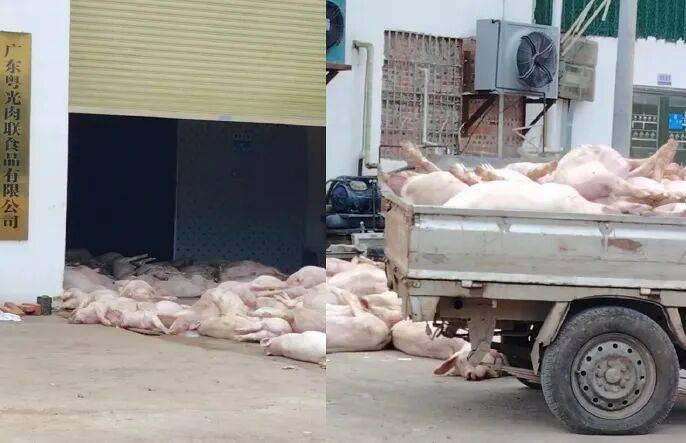 广东一肉联公司门口堆满死猪<strong></p>
<p>云币海外</strong>，官方通报：7人被公安控制，涉嫌非法处置死猪
