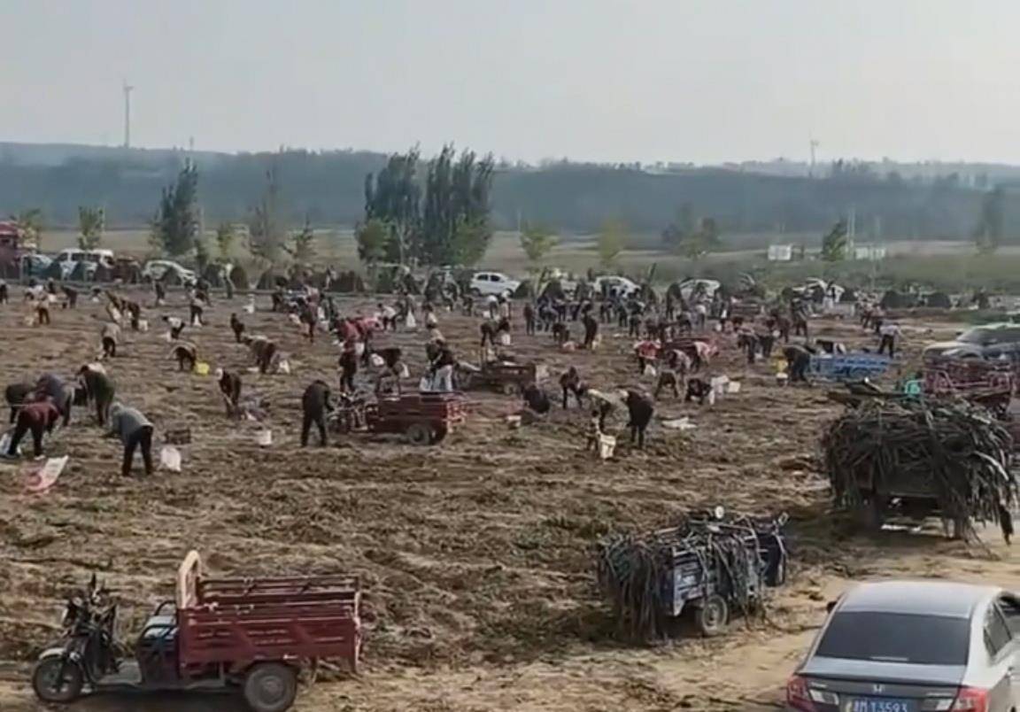数百人冲进地里捡红薯<strong></p>
<p>bds币</strong>，田主称是秋收剩下的，网友：免费翻地，利人利己