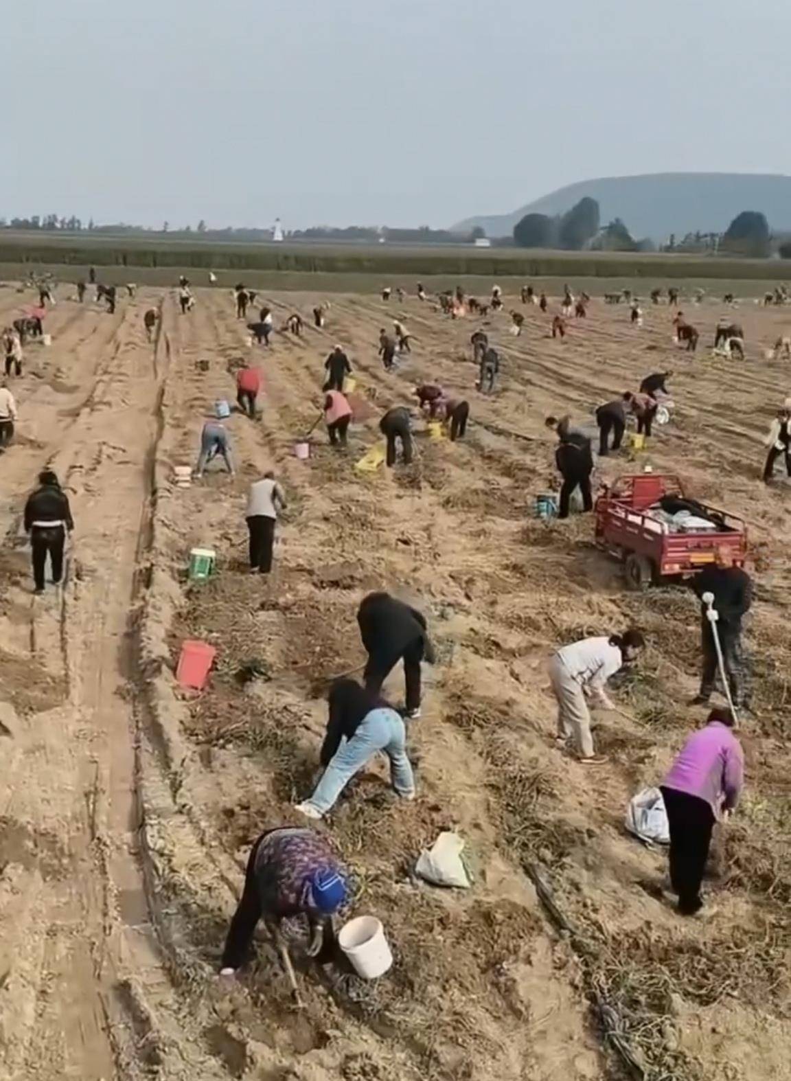 数百人冲进地里捡红薯<strong></p>
<p>bds币</strong>，田主称是秋收剩下的，网友：免费翻地，利人利己