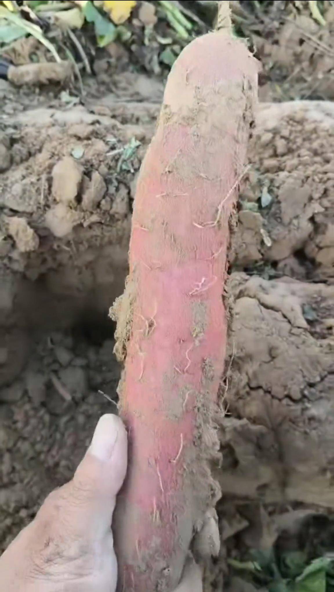 数百人冲进地里捡红薯<strong></p>
<p>bds币</strong>，田主称是秋收剩下的，网友：免费翻地，利人利己