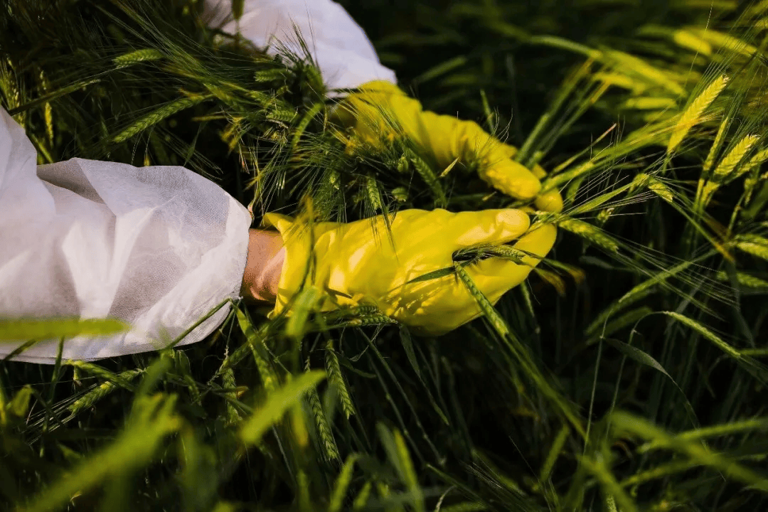 警惕<strong></p>
<p>太空币</strong>!田里有间谍