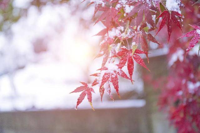 百年难遇“早立冬”来了<strong></p>
<p>汇币换算</strong>！有啥讲究？早看早准备！