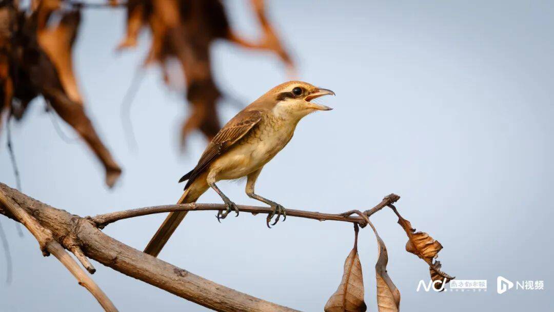 东莞最新发布：将严厉打击这些行为<strong></p>
<p>汇币换算</strong>！