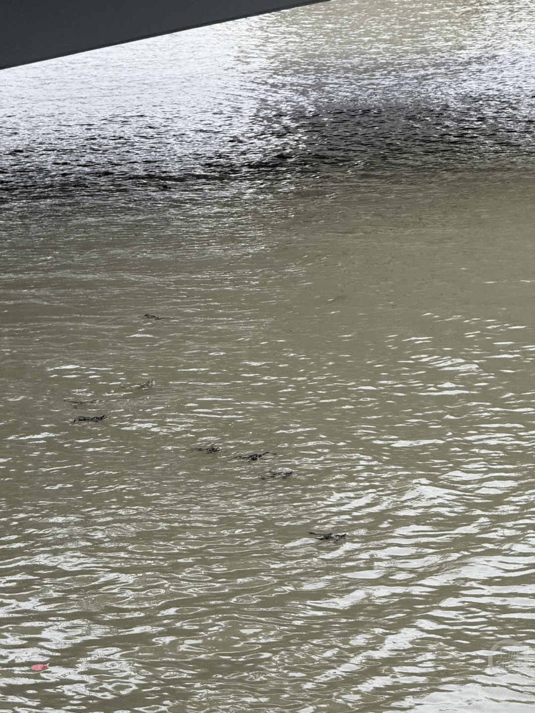 上海苏州河有人放生牛蛙？当地回应：严禁放生外来物种<strong></p>
<p>快币的作用</strong>，市民可提供相关线索