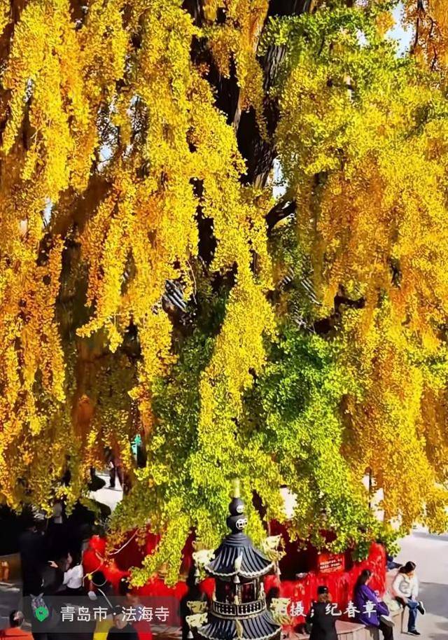 错过等一年！青岛1600岁“银杏王”满树金黄<strong></p>
<p>抢币挂</strong>，打卡的人“鼓”了