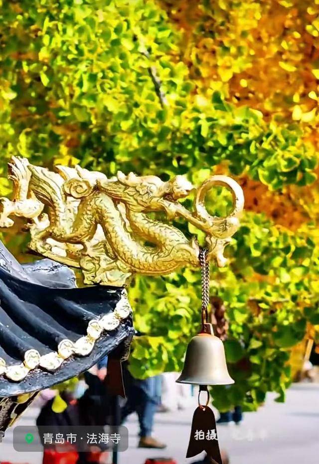 错过等一年！青岛1600岁“银杏王”满树金黄<strong></p>
<p>抢币挂</strong>，打卡的人“鼓”了