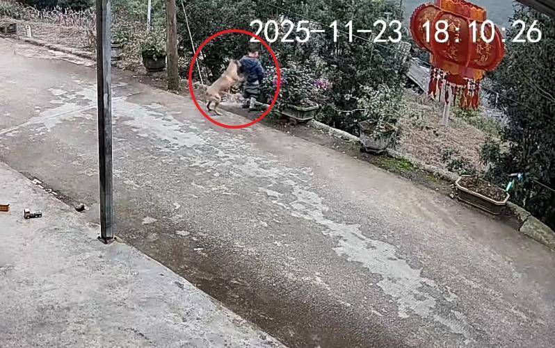 男童路边撒尿遭自家狗狗“偷袭”<strong></p>
<p>假捆币</strong>，从背后推下近2米的高坎，家长：孩子没受伤