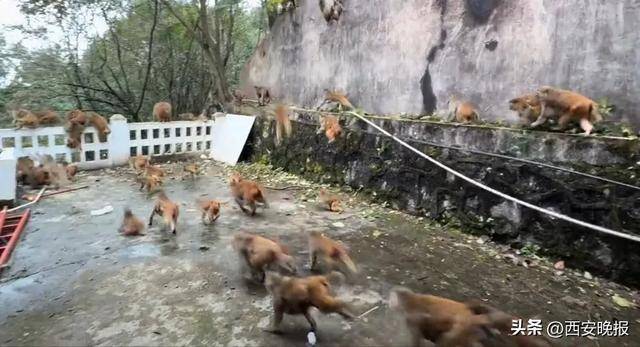 贵州一景区“下猴子雨”<strong></p>
<p>合众币</strong>,园方:正常情况