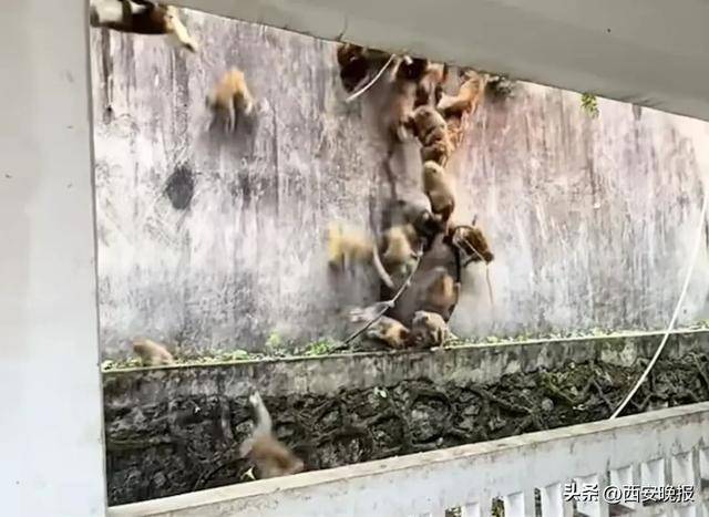 贵州一景区“下猴子雨”<strong></p>
<p>合众币</strong>,园方:正常情况