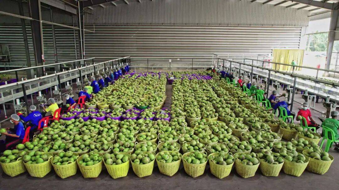 椰子水之外<strong></p>
<p>吉祥如意币</strong>，大公司争夺40亿元生椰市场