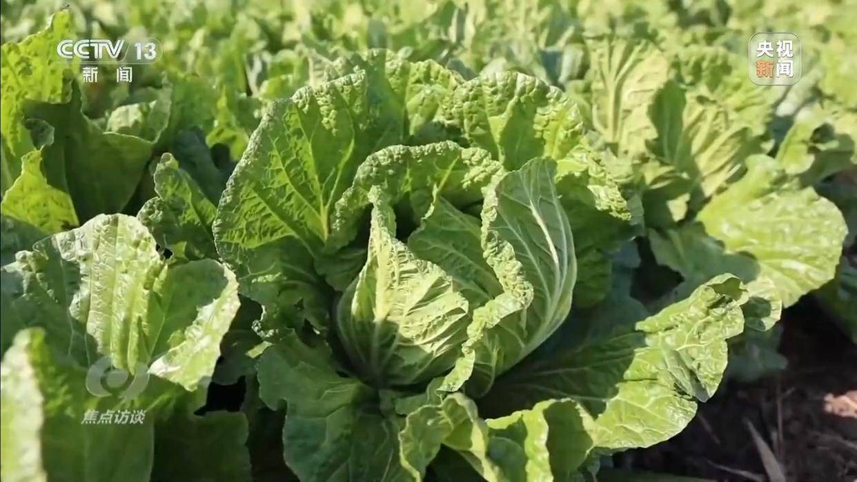 单棵售价超百元<strong></p>
<p>吉祥如意币</strong>，起底“套牌白菜”背后的销售套路