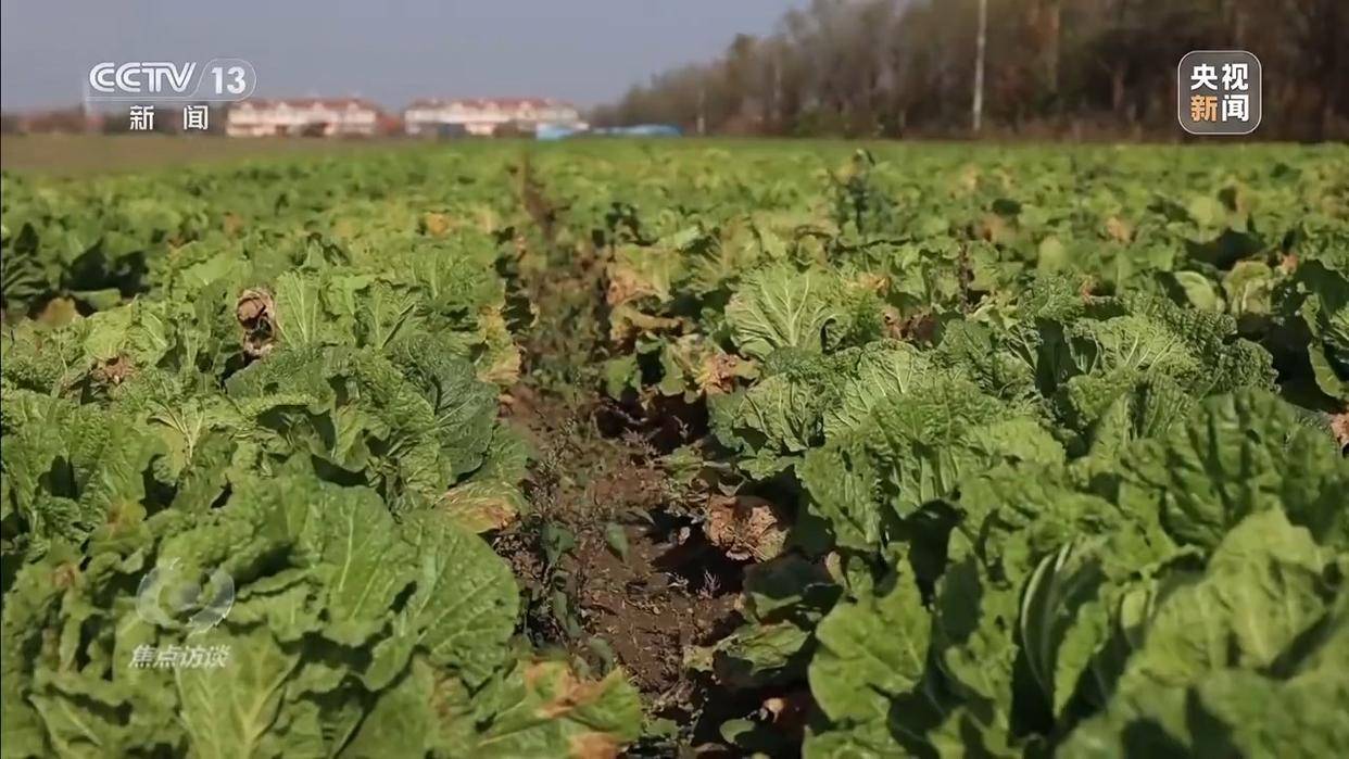 单棵售价超百元<strong></p>
<p>吉祥如意币</strong>，起底“套牌白菜”背后的销售套路