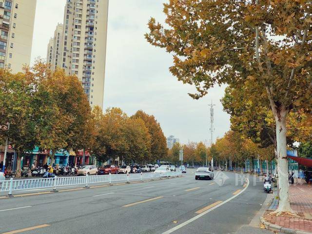 满目金黄<strong></p>
<p>绿洲币</strong>!柳州法国梧桐迎来最佳观赏期