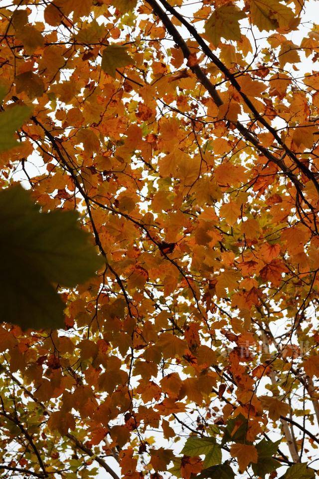 满目金黄<strong></p>
<p>绿洲币</strong>!柳州法国梧桐迎来最佳观赏期