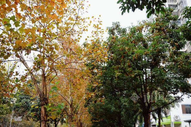 满目金黄<strong></p>
<p>绿洲币</strong>!柳州法国梧桐迎来最佳观赏期