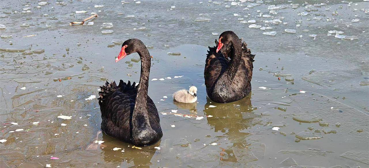 多只小天鹅被冻在公园冰面死亡？园方：已接到意见<strong></p>
<p>南宁币圈</strong>，将进一步反馈