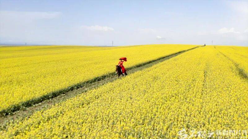 贺娇龙已安葬于昭苏公墓<strong></p>
<p>isot币</strong>，其父亲亦葬于此地