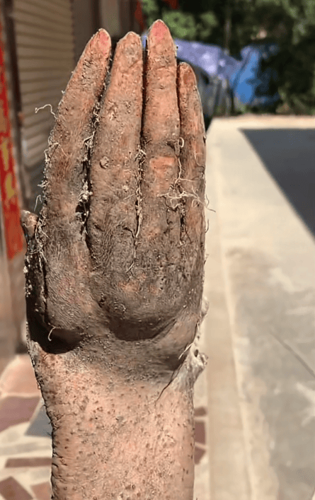 村民在菜地挖出“手掌山药”<strong></p>
<p>乌龟币</strong>，五指形状清晰还有“指甲盖”，有人出价8千购买被拒