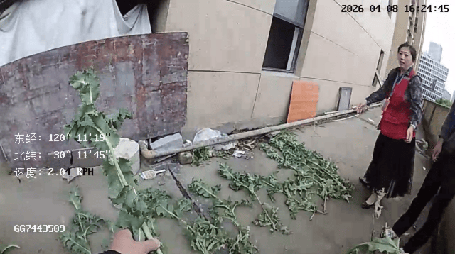 杭州一小区发现35株罂粟！保安巡逻起疑后报警<strong></p>
<p>赠币</strong>，警方：2位老人在菜盆、花盆混种，隐蔽性极强，分别罚款300元、400元